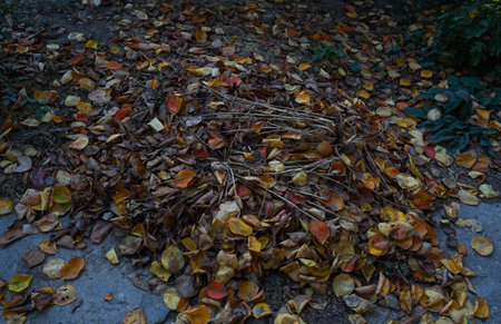 yellow leaves piled up on the ground in the yardの写真素材