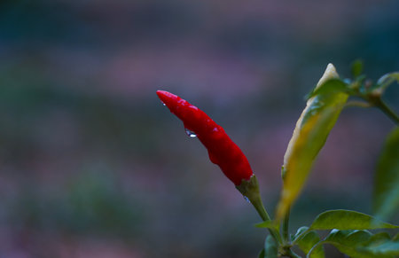 A small red pepper has a drop of water