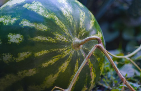 a big watermelon is ripe in the fieldの写真素材