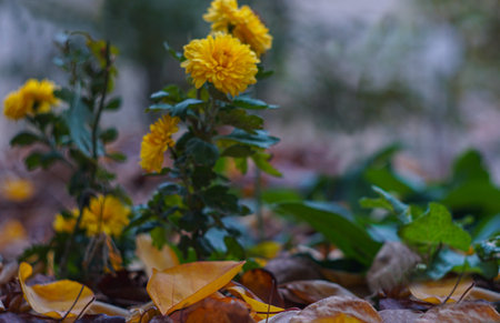 yellow leaves piled up on the ground in the yardの写真素材