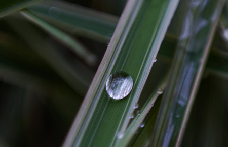 There are water drops on the blade of grass