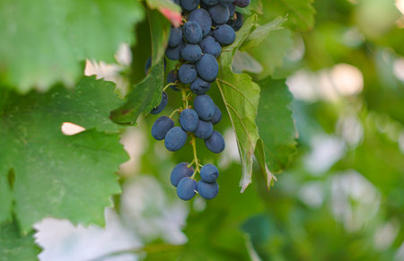 Black grapes in the garden are ripe