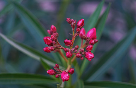 The pink willow flower is bloomingの写真素材