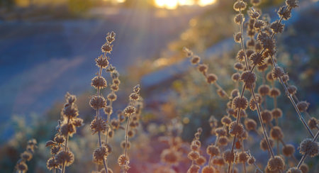 In autumn, flower buds turn into seedsの写真素材