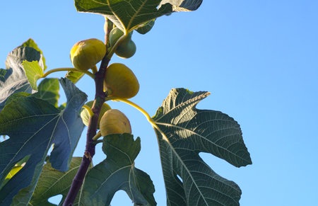 Ripe yellow figs on a fig branch in the garden