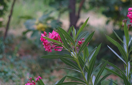 the pink willow flower in the garden opened
