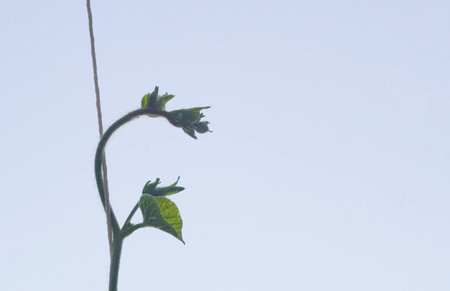 Burama bells in the garden are openingの写真素材