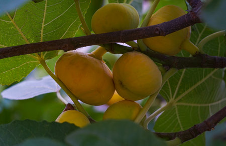Ripe yellow figs on fig branch
