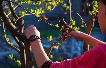 in the spring, a girl cuts a tree branch