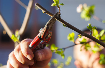 in spring, a man cuts a tree branch