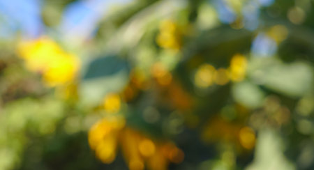 yellow and white bokeh background textureの写真素材