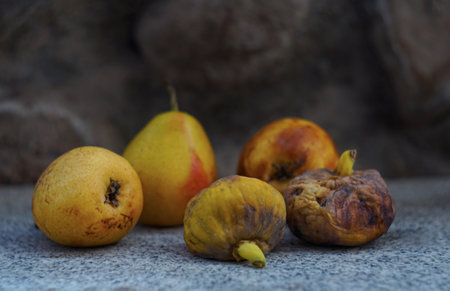 In summer, pears are yellow and ripeの写真素材