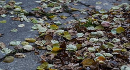 Yellow leaves are scattered on the ground in autumn