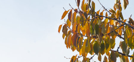 Yellow leaves hanging on a tree branch