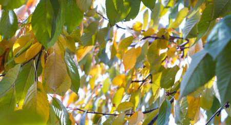 Yellow leaves hanging on a tree branchの写真素材