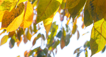 Yellow leaves hanging on a tree branch