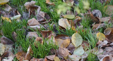 Yellow leaves are scattered on the ground in autumnの写真素材