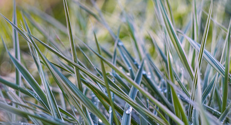 Bokeh photo of water drop on grass leafの写真素材
