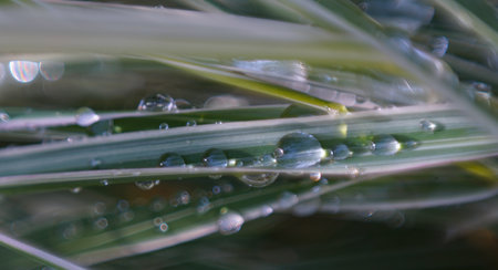 Bokeh photo of water drop on grass leafの写真素材