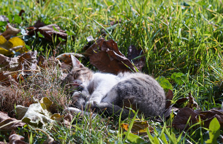 A gray cat is sleeping on the grassの写真素材