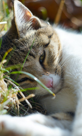 A gray cat is sleeping on the grassの写真素材