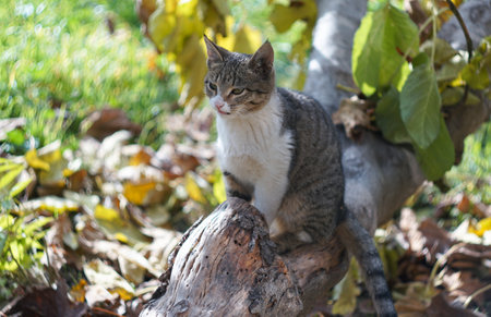 A big gray cat walks on a treeの写真素材