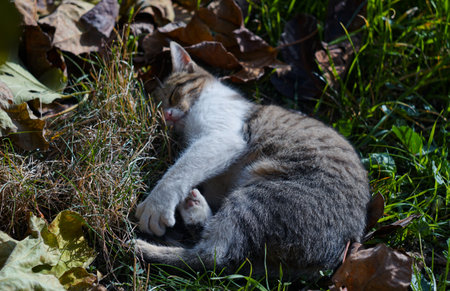 A gray cat is sleeping on the grassの写真素材