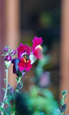 Bees collect honey on a red flowerの写真素材