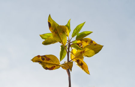 The leaves on the branch of the tree are infectedの写真素材