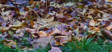 Yellow leaves are scattered on the ground in autumnの写真素材