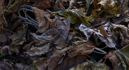 wire is visible at the base of the dried leavesの写真素材