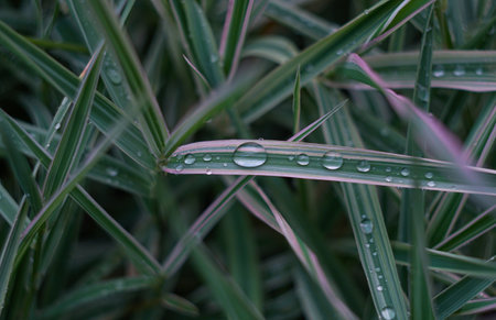 Water drops on grass leaves after rain