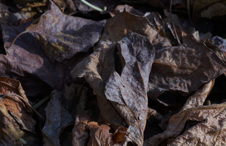 Yellow leaves are scattered on the ground in autumnの写真素材
