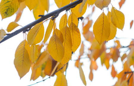 In autumn, the leaves on the branches of the tree turn yellowの写真素材