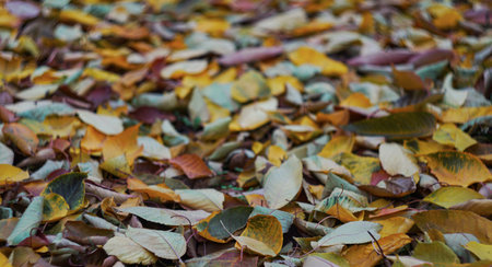 Yellow leaves spread on the ground in autumn