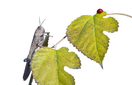 The grasshopper on the leaf looked at the red paperの写真素材