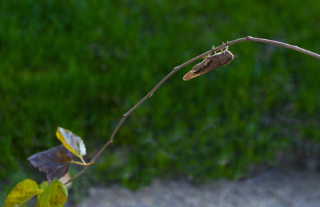 The grasshopper on the leaf looked at the red paper