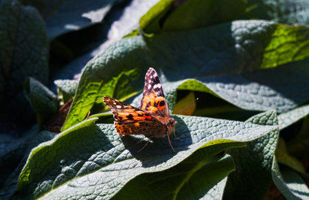 a red butterfly on a blade of grassの写真素材