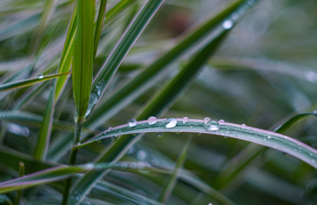 A large drop of water on a blade of grassの写真素材