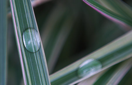 A large drop of water on a blade of grassの写真素材
