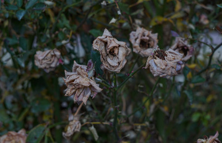 Withered rose flowers, Pink roses are fadingの写真素材