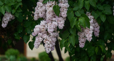 The flowers of the Sirena tree branches have openedの写真素材