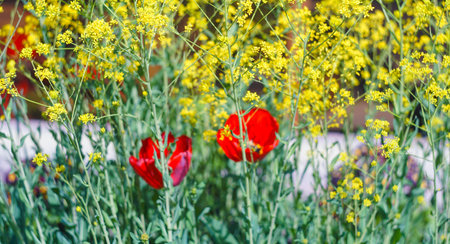 Bke photo of yellow red flowers on bokeh backgroundの写真素材
