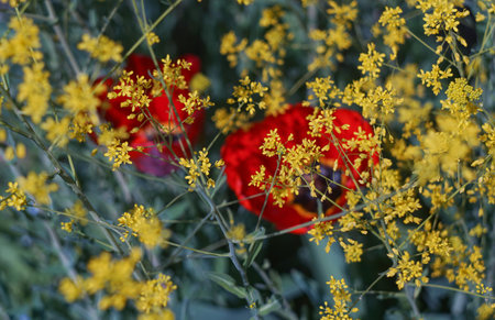 Bke photo of yellow red flowers on bokeh backgroundの写真素材