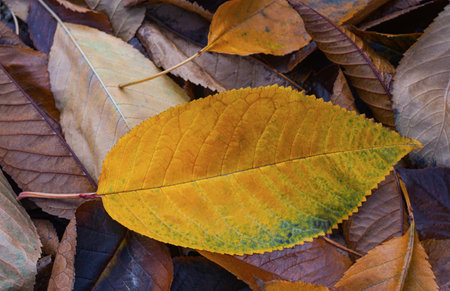 Fallen yellow leaves covered the ground