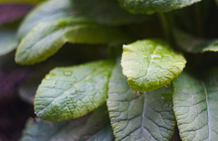 The plant is green with water dripping on the leavesの写真素材