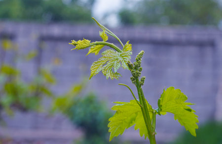 New shoots are growing on the branch of the vineの写真素材