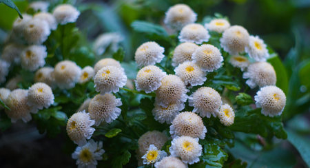 Small white flowers bloomed in the gardenの写真素材