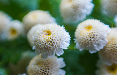Small white flowers bloomed in the gardenの写真素材