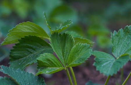Strawberry bush and leaf growingの写真素材